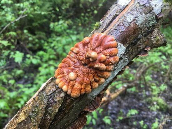 Hypocreopsis lichenoides